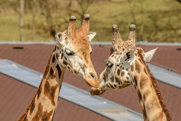 giraffe animal