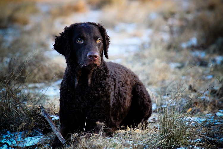 Curly coat outlet retriever for sale