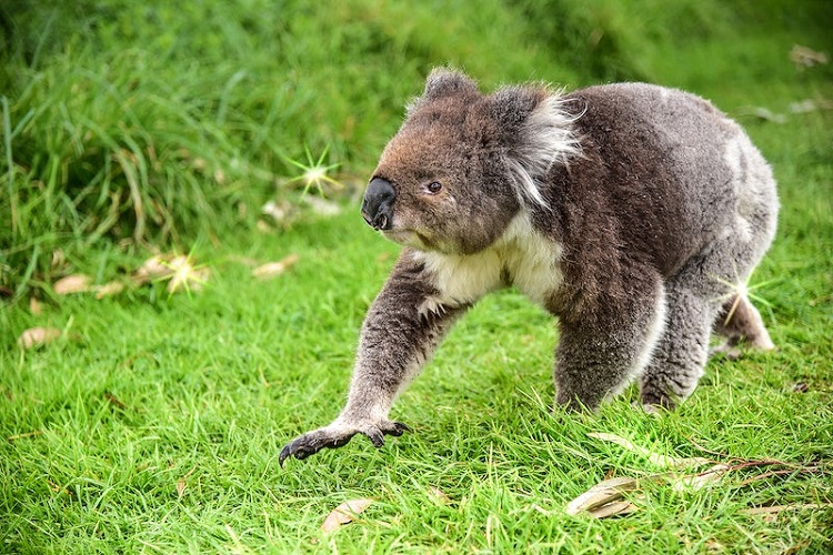 fun facts about koalas for kids