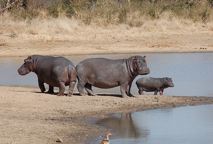 where do hippos live