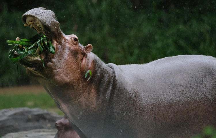 african hippopotamus