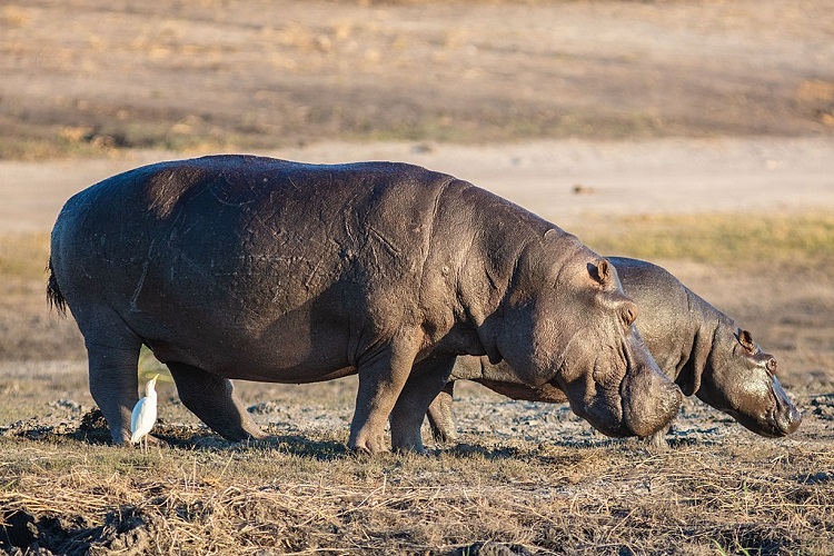 hippo species