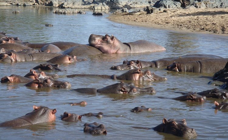 hippopotamus animal