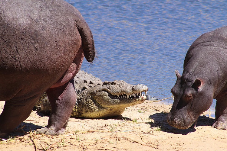 hippos habitat