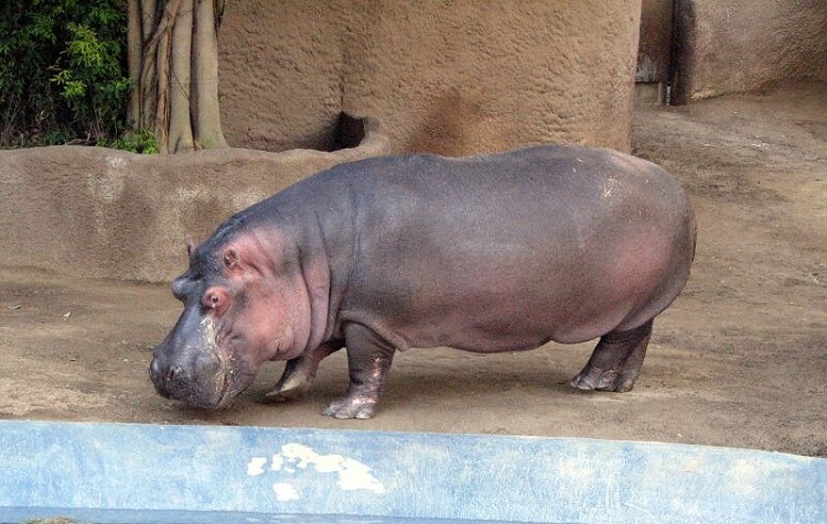 hippos