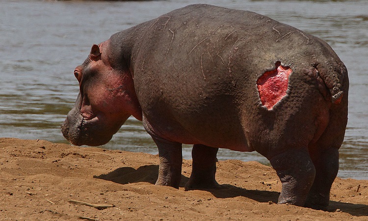 Red Bull Hippo