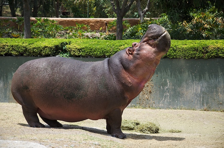 hippopotamus