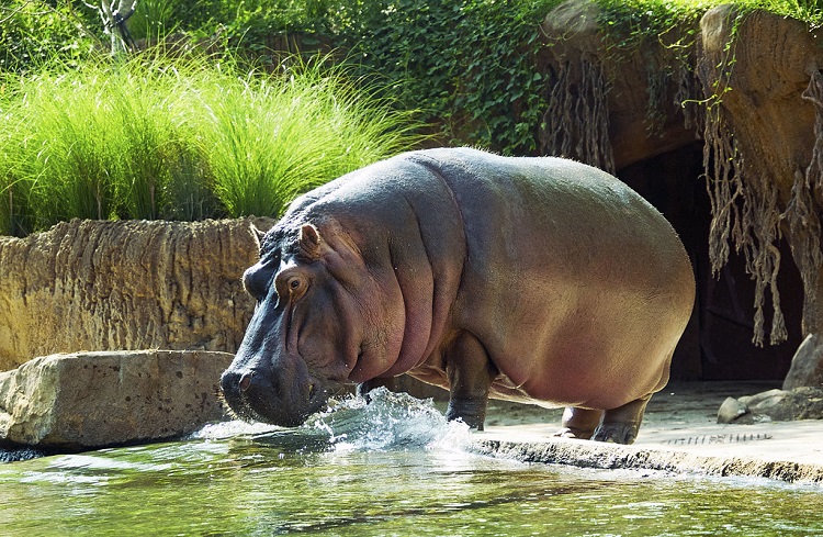 hippo