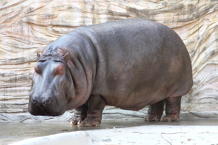 hippo in africa