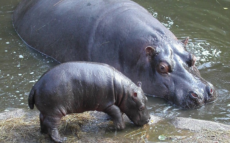 hippos population