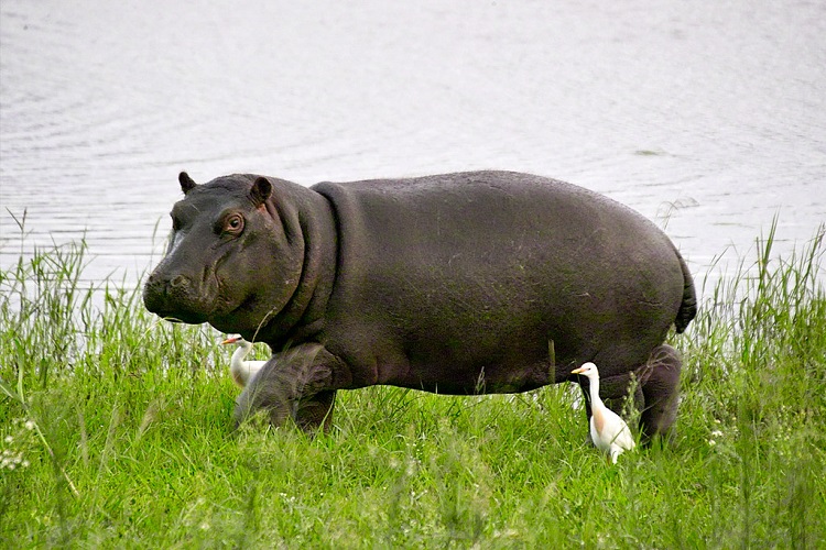 african hippos