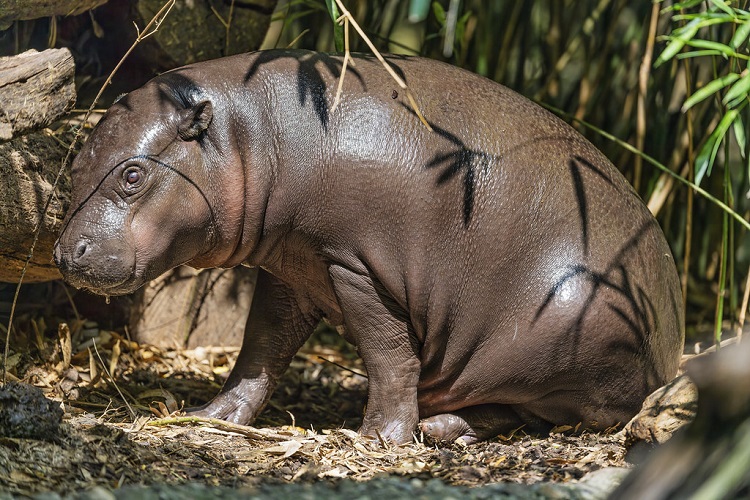 a hippo