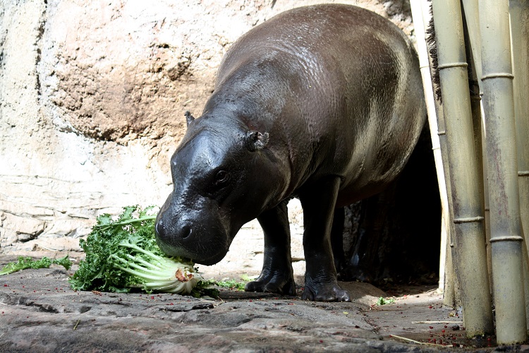 pygmy hippo size comparison