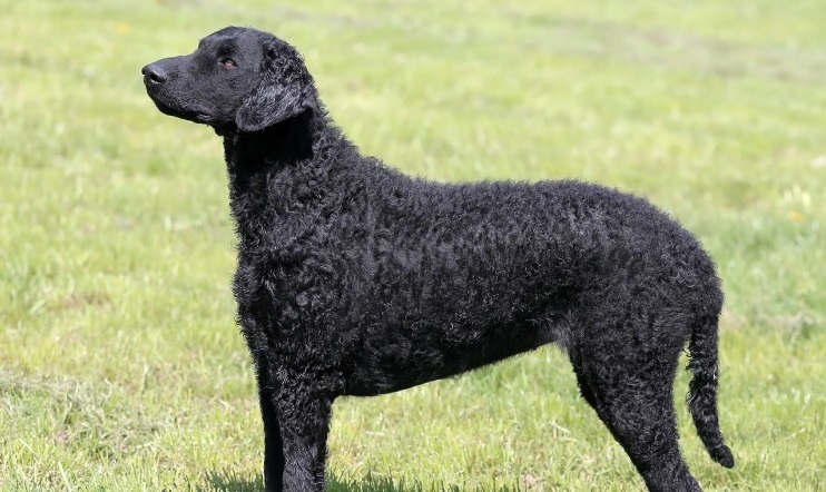 curly haired retriever