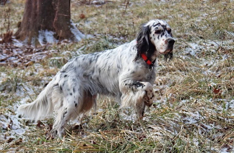 Tri Color English Setter Puppies