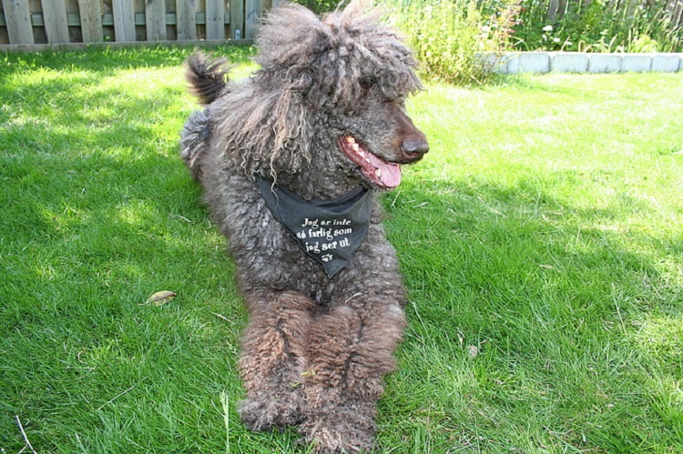 does the irish water spaniel love children