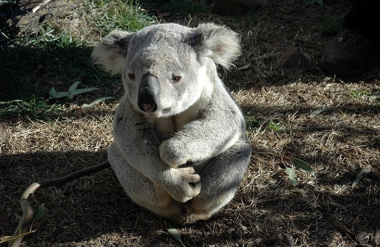 Koala Animal Facts – Diet, Lifestyle, Conservation & More!