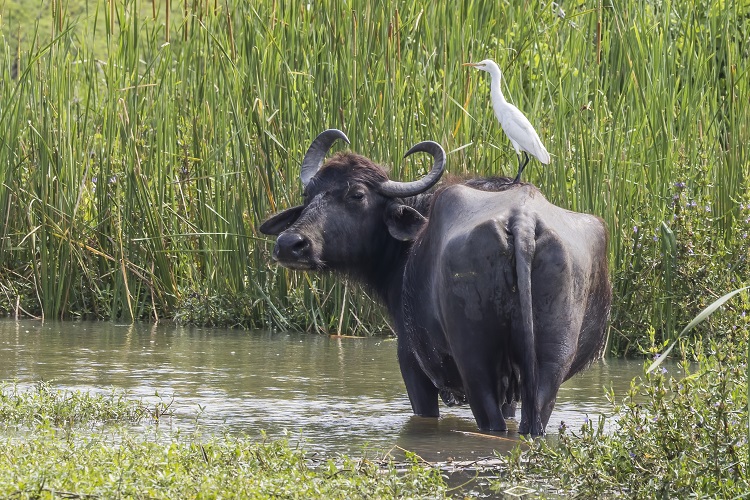 buffalo bison