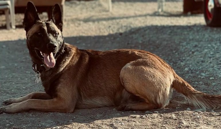 german malinois