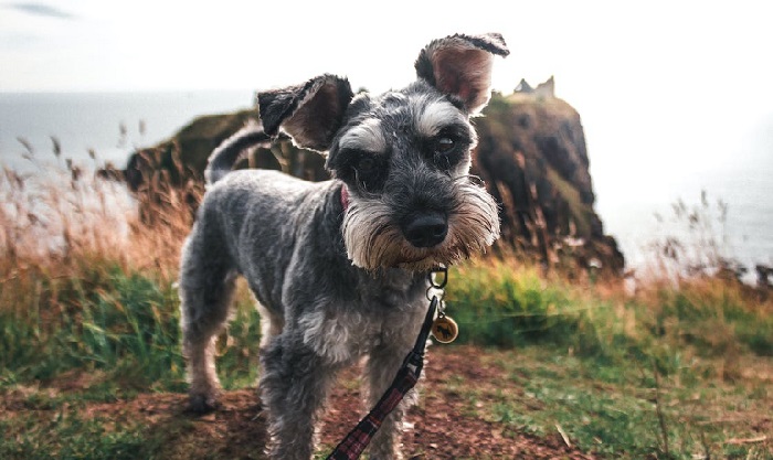 do miniature schnauzers smell