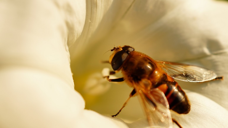 fun facts about honey bees
