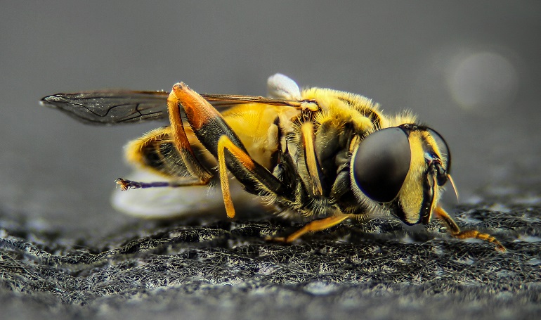 Interesting Facts About Bees That You Probably Didn't Know