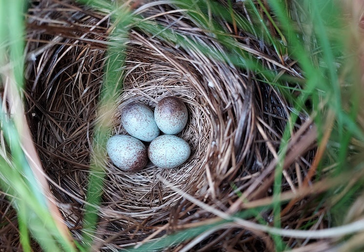 field sparrow eggs