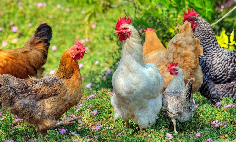 How Many Chickens Are In The World? Facts From The Frontline