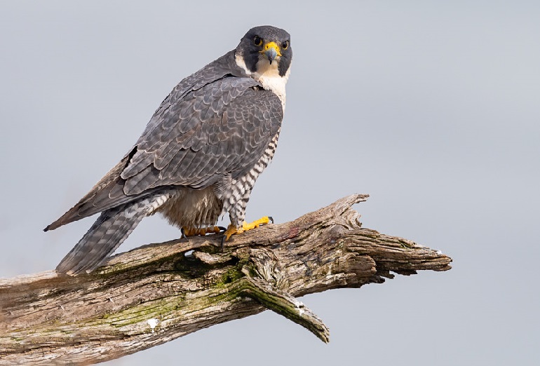 falcon bird images
