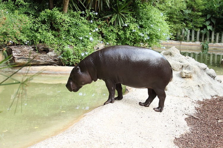 mini hippo