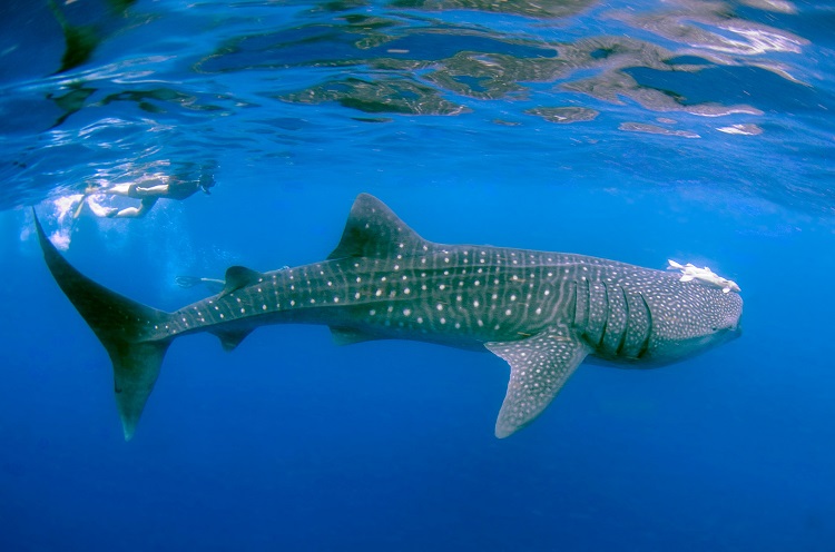 what do whale sharks eat