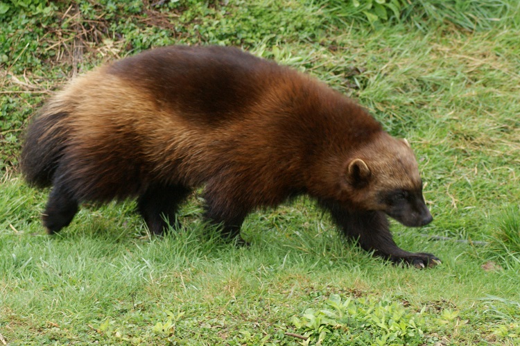 wolverine mammal