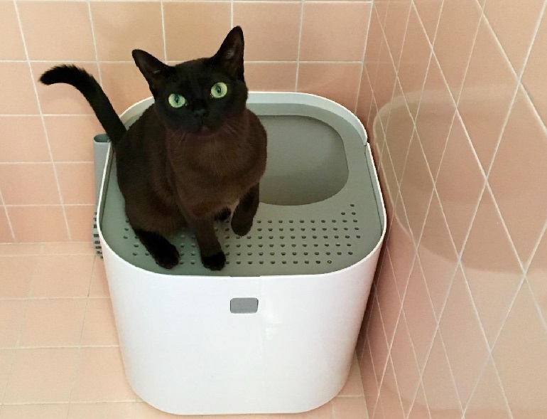 Modko modkat clearance cat litter box