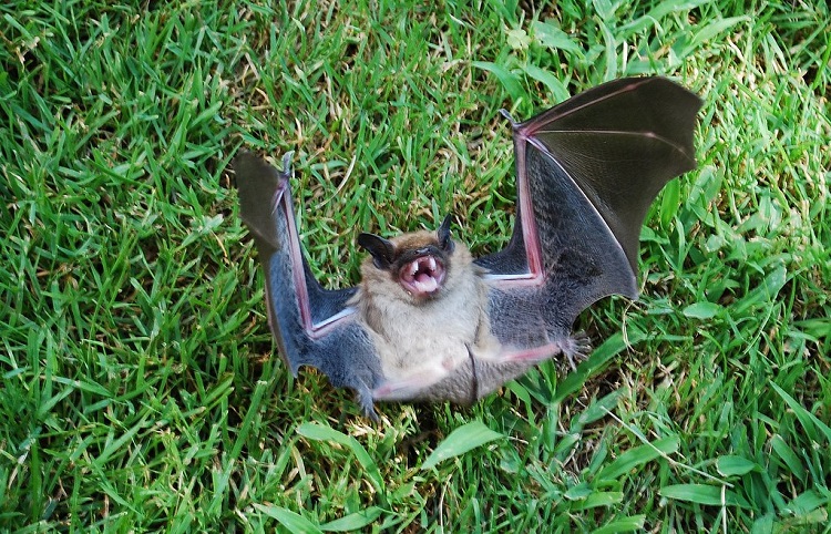 bat