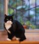 population of cats in the world