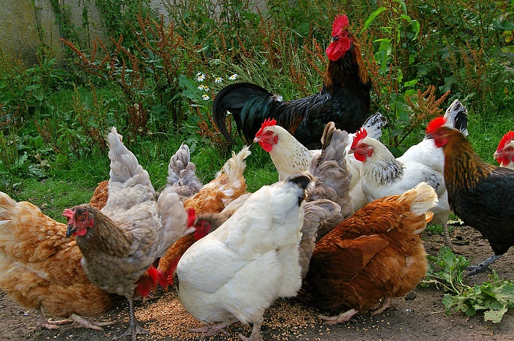 how many chickens are on earth