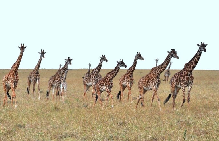 Are Giraffes Endangered? Uncover Their Conservation Status