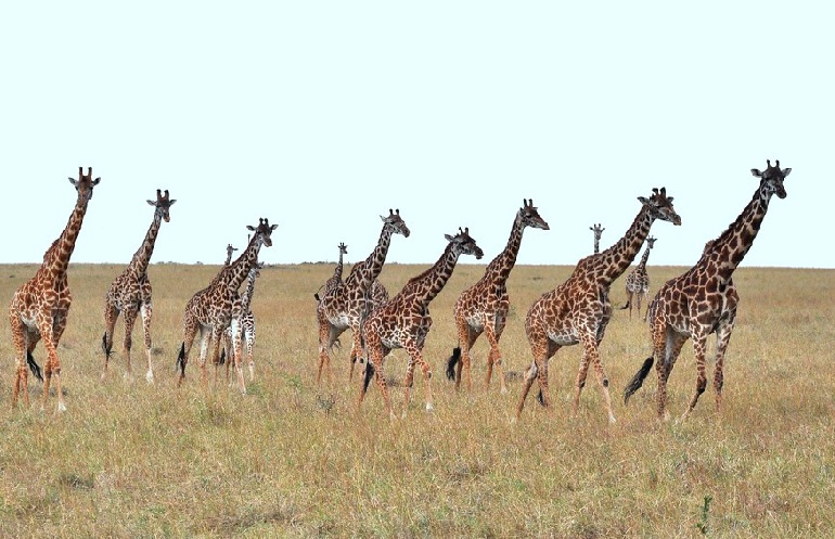 how many giraffes in the world
