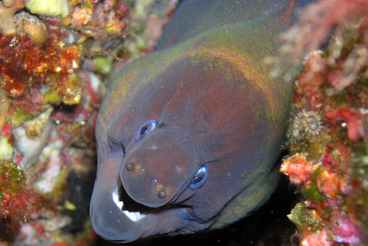 giant eel eats dog