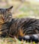 How Much Does a Cat Cost