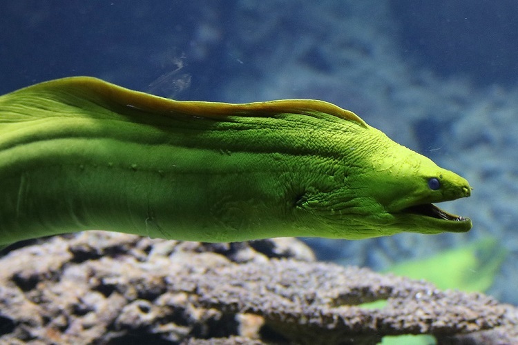 giant eel eats dog