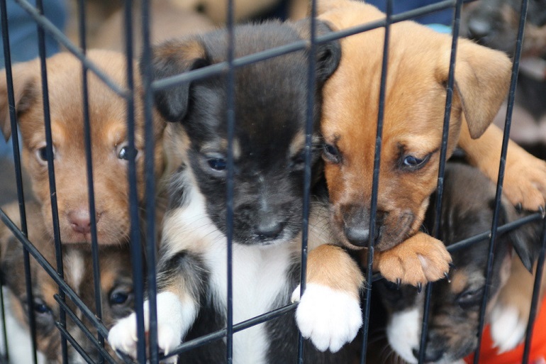 what is the difference between a breeder and a puppy mill