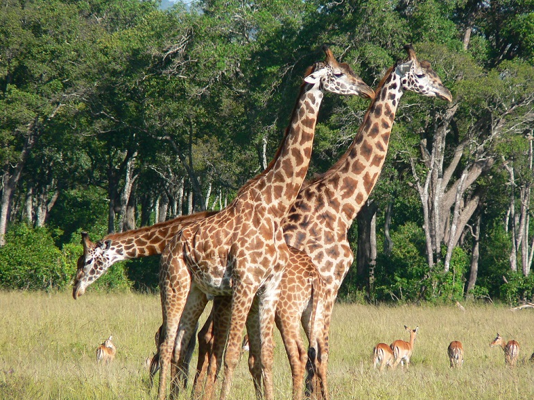 Are Giraffes Endangered? Uncover Their Conservation Status