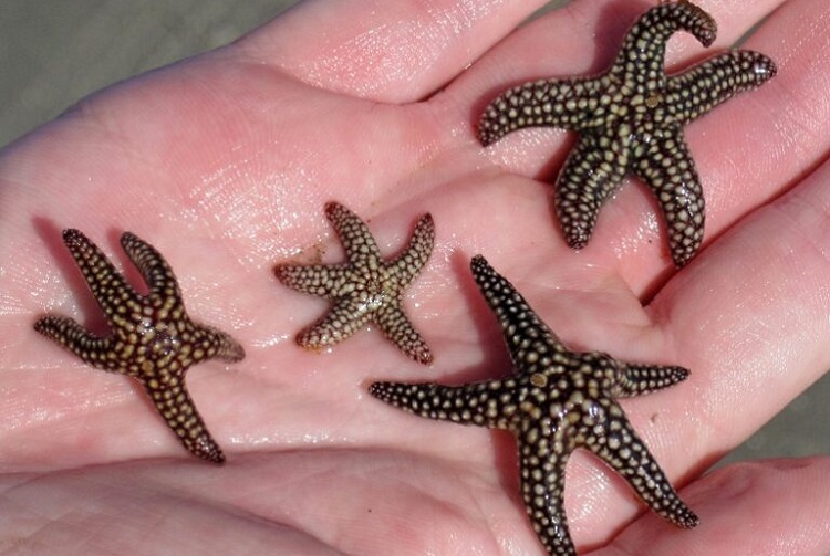 Facts About Starfish: Essential Information on These Fascinating