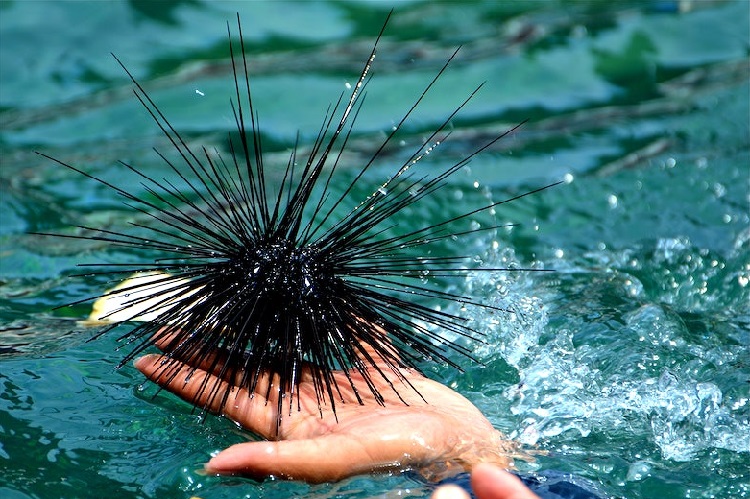 sea urchin animal