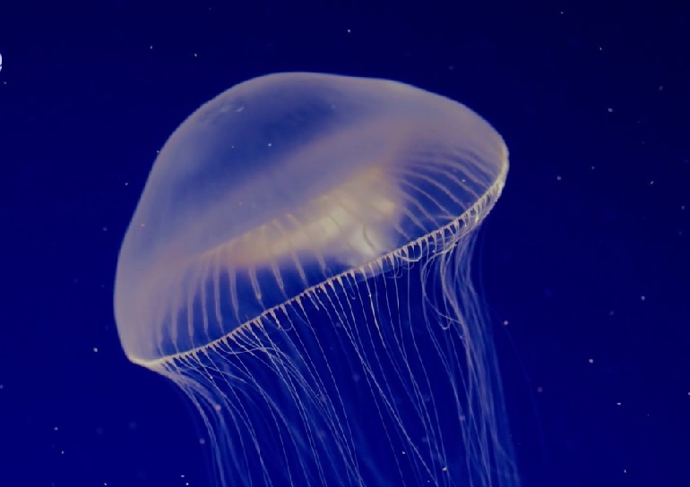 jellyfish scientific name
