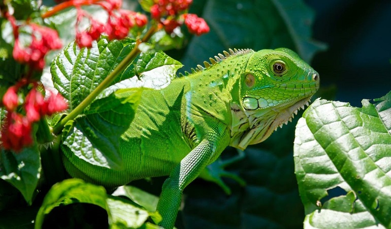 do iguanas make good pets