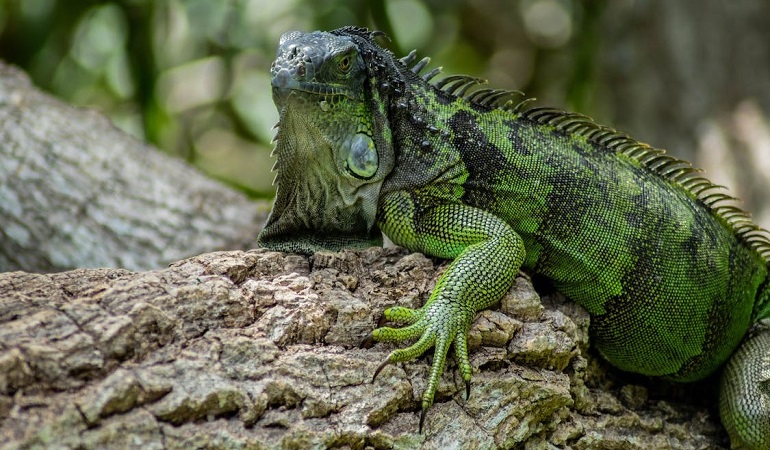 iguana has teeth