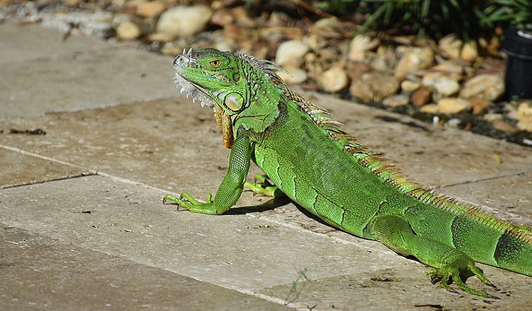 do iguanas make good pets