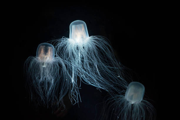 are jellyfish animals
